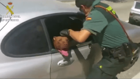 Florida Manette Per Chi Lascia Cane Chiuso In Auto Sotto Al Sole