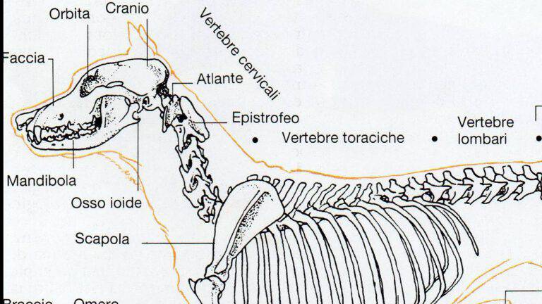 Apparato Scheletrico Del Cane Differenze Con Quello Umano