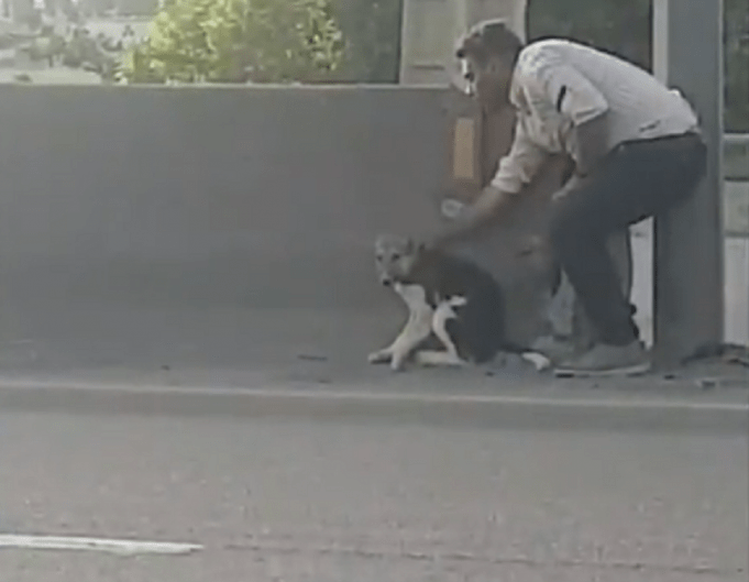 Cane Salvato Era Stato Lasciato In Autostrada Tra Mille Pericoli Foto