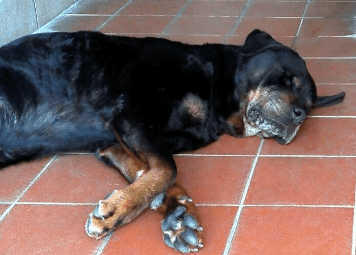 Cani Aggressivi Infarto Dopo Che Due Rottweiler Gli Uccidono Il