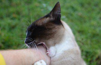 Il gatto morde le caviglie ecco perché lo fa e come farlo smettere