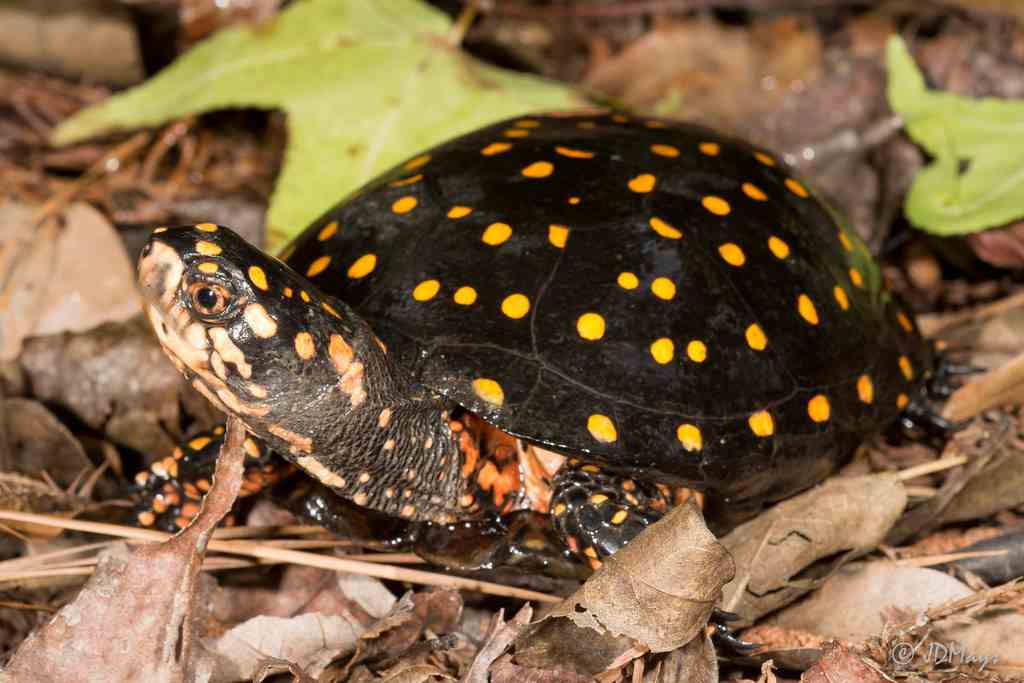 Tartarughe Di Acqua Dolce Tutte Le Caratteristiche Delle Diverse Specie