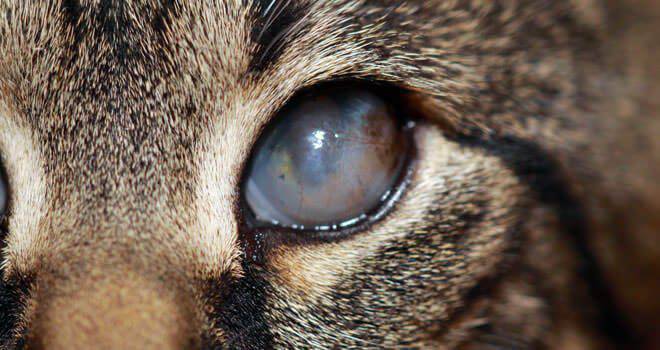 Occhi del gatto tutte le malattie più frequenti che colpiscono il suo sguardo