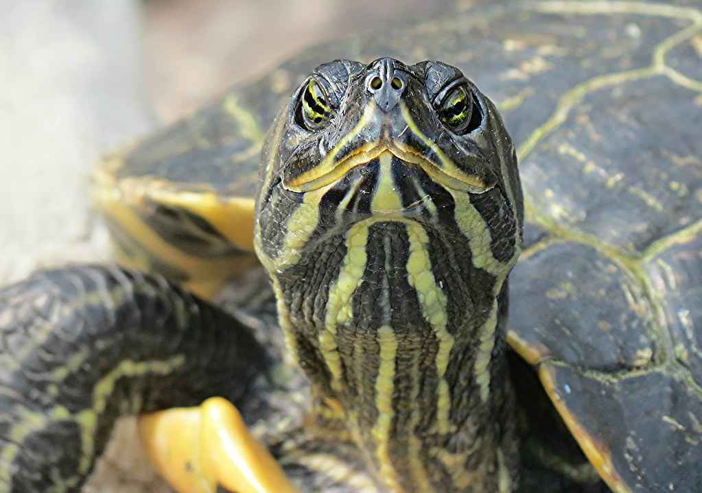 Tartarughe Di Acqua Dolce Tutte Le Caratteristiche Delle Diverse Specie