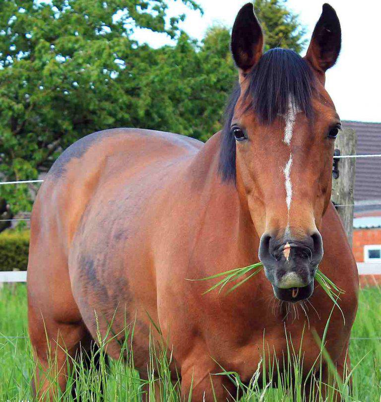 Quando Sverminare Il Cavallo E Come Prevenire Infestazioni Di Parassiti