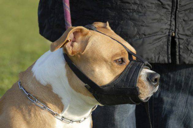 Museruola Per Cani Come Sceglierla A Seconda Della Taglia Del Cane