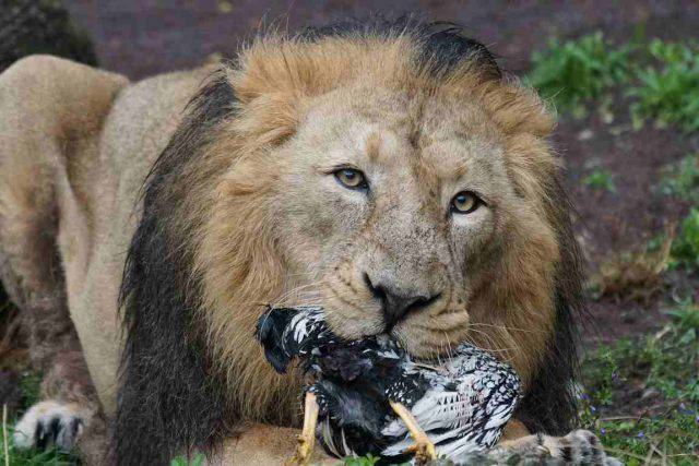 Leone Cosa Mangia Dove Vive Caratteristiche E Curiosit