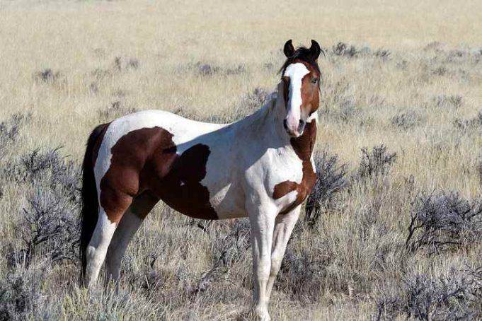 Razze Di Cavalli Americani Dal Mustang Al Pony Americano