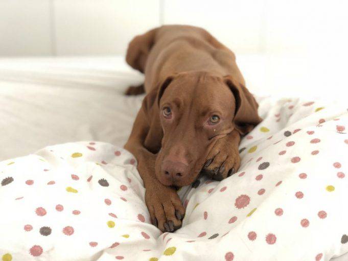 Perché il cane gira su sé stesso quando deve sdraiarsi