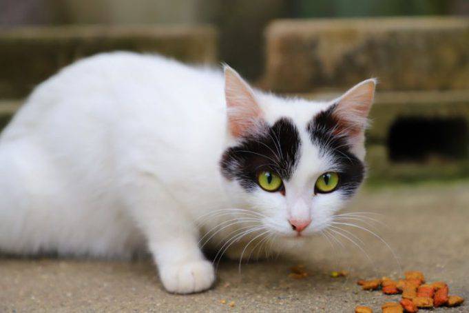 Curiosit Sul Gatto Le Cose Insospettabili Sul Tuo Felino