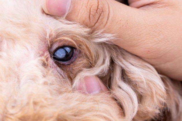 Entropion Degli Occhi Nel Cane Come Riconoscere E Curare Questa Malattia