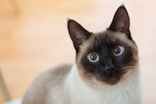 Gatto Siamese prezzo origini carattere cuccioli curiosità