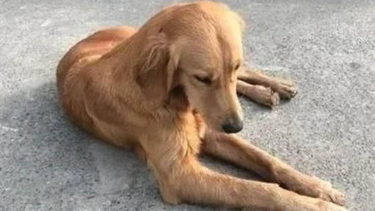 Cane In Fuga Fa Cento Chilometri Per Tornare A Casa