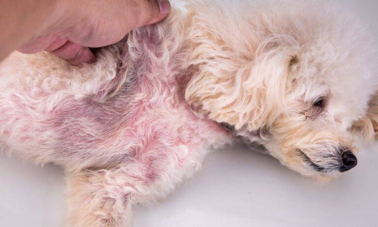 Dermatite Allergica Da Pulci Nel Cane Sintomi E Rimedi Della Malattia