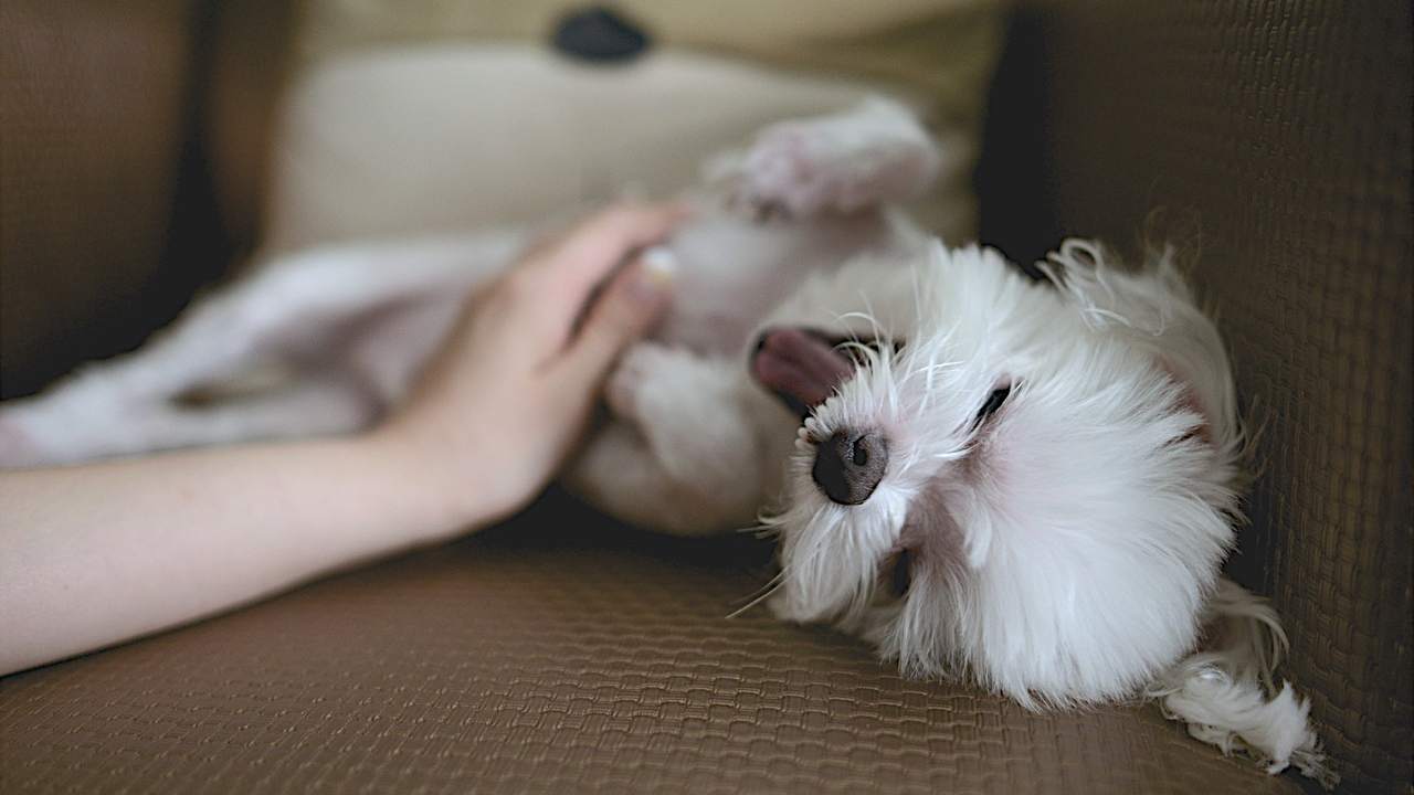 Riconoscere Il Linguaggio Del Cane Come Capire Fido In Poche Mosse