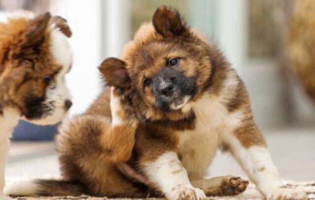 Come Pulire Le Orecchie Del Cane Rimedi Naturali Ogni Quanto Farlo