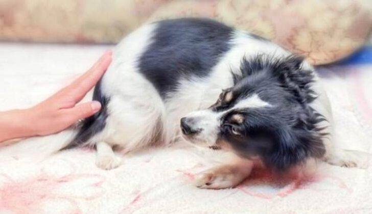 Calcoli Renali Nel Cane Cause Sintomi E Trattamento