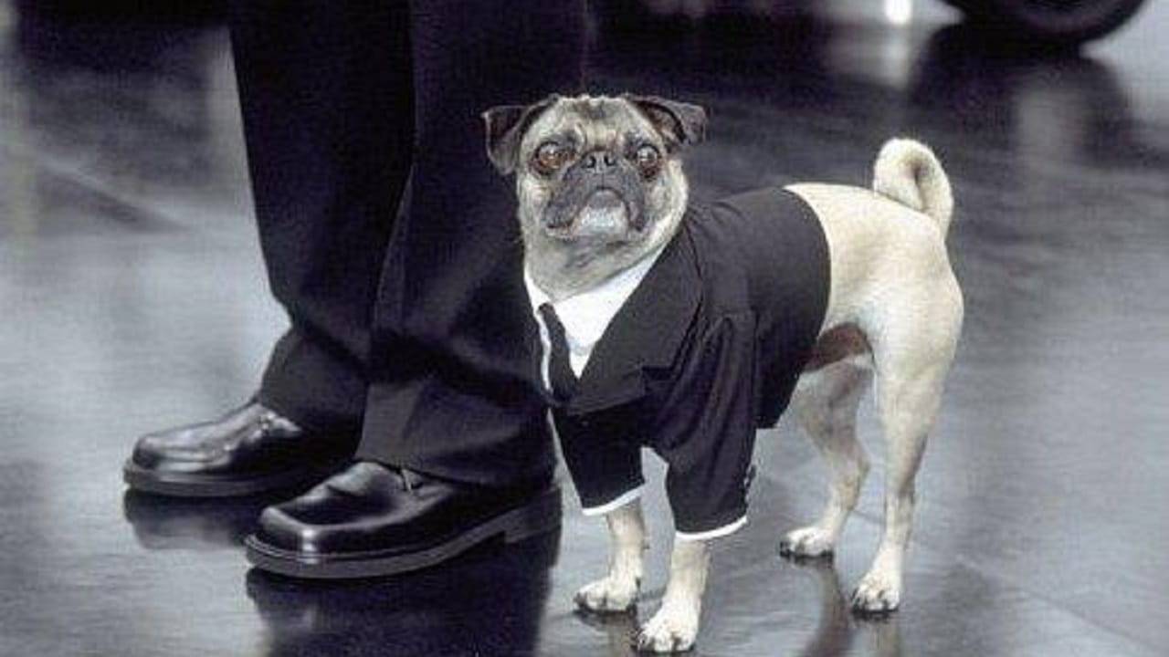 Cane Men In Black Nome Razza Caratteristiche E Curiosit