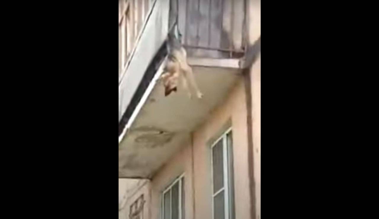 Cane Si Getta Dal Balcone Per Sfuggire Al Padrone Resta Incastrato VIDEO