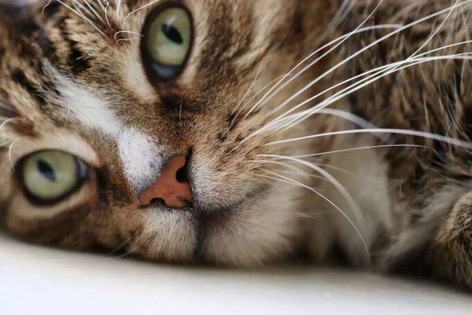 Ipoalbuminemia Nel Gatto Cause Sintomi E Trattamento