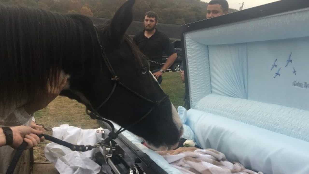 Il Cavallo Da L Ultimo Bacio All Uomo Che Lo Ha Salvato FOTO