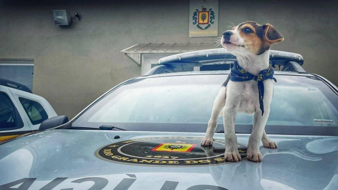 Cucciolo Di Cane Abbandonato Viene Adottato Dalla Polizia