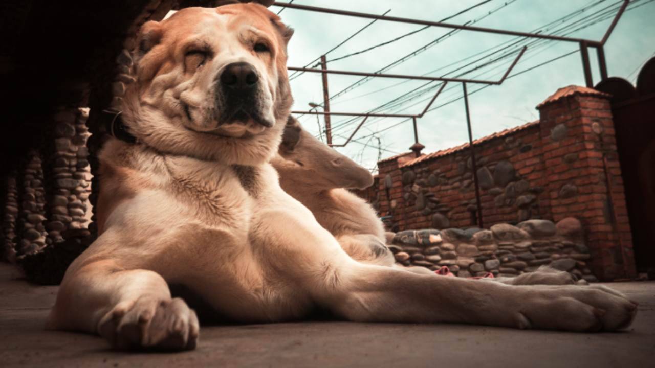 Alimentazione Del Cane Pastore Dellasia Centrale Dosi Frequenza E Cibi