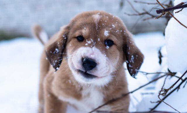 Adottare Un Cane Pastore DellAsia Centrale Carattere Stile E Padrone