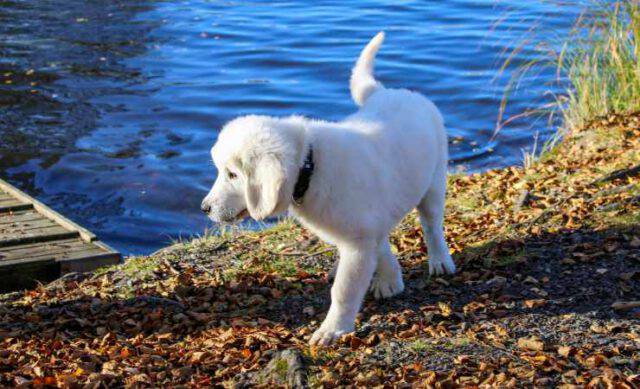 Malattie Del Cane Da Pastore Di Tatra Patologie Comuni Nella Razza