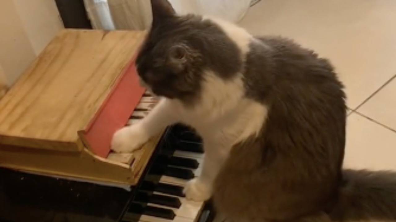 Limone Il Gatto Al Pianoforte Da Ribelle A Pianista A Star Di Tik