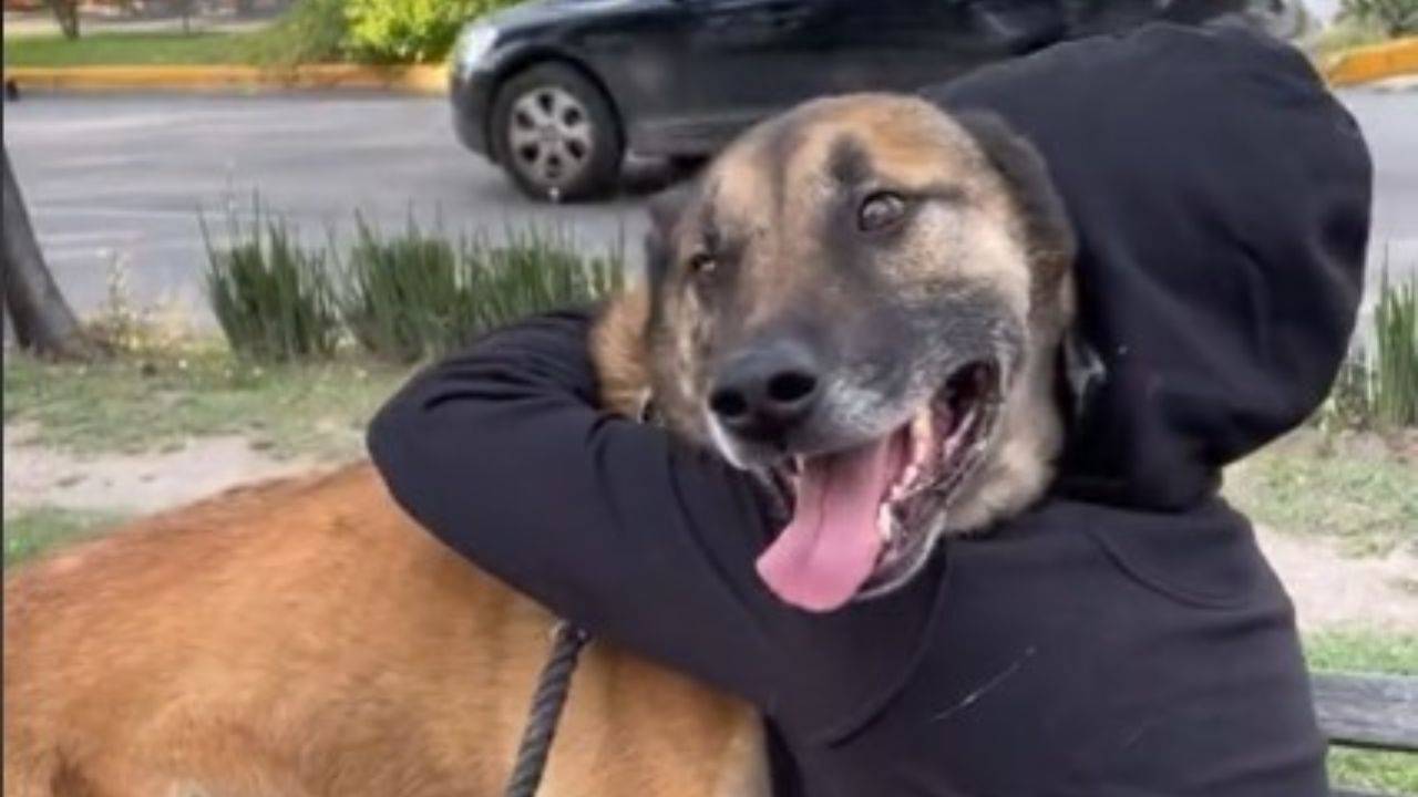 Strano Incontro Durante La Passeggiata Cane Si Accorge Di Conoscerla