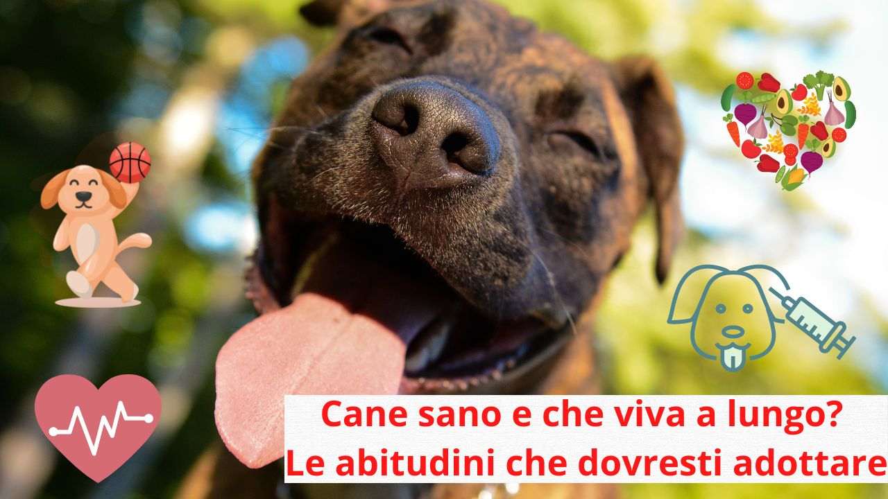 Le Abitudini Da Adottare Per Far Vivere Il Tuo Cane A Lungo E In Salute