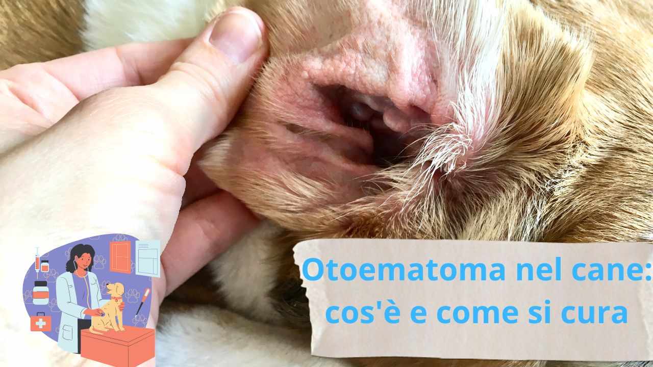 Otoematoma nel cane che cos è e come riconoscerlo in tempo per curarlo