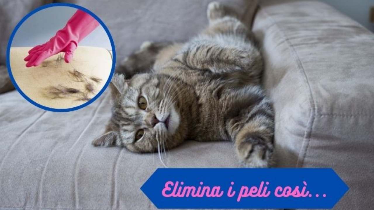 Peli Del Gatto Ovunque Rimedi Infallibili Per Liberartene Una Volta