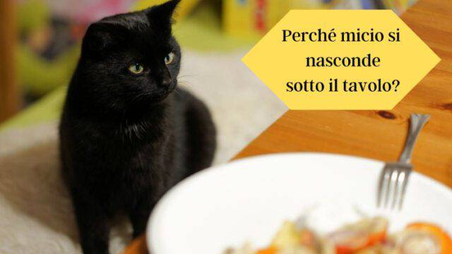 Il gatto si nasconde sotto il tavolo qual è il significato del