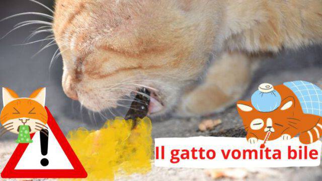 Se Micio Vomita Un Liquido Giallo Cause E Rimedi Quando Il Gatto