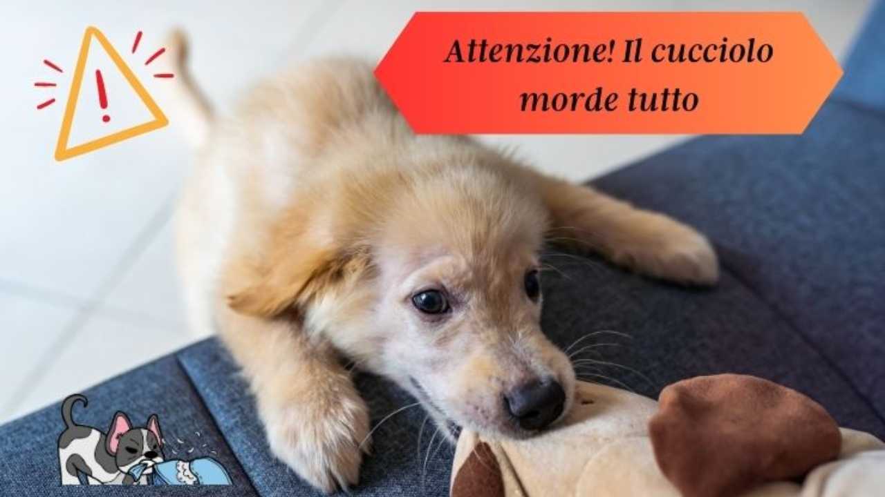 Cucciolo Morde Tutto Fai Molta Attenzione A Questi Oggetti Pericolosi