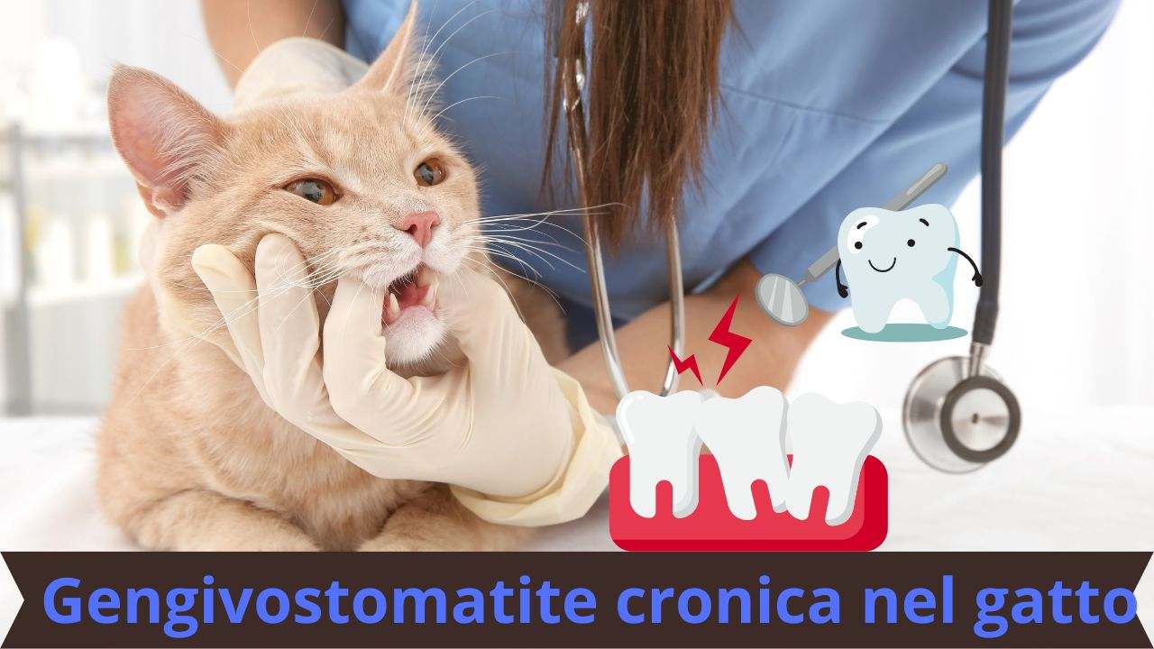 Gengivostomatite Cronica Nel Gatto Come Individuarla Sintomi E Cure