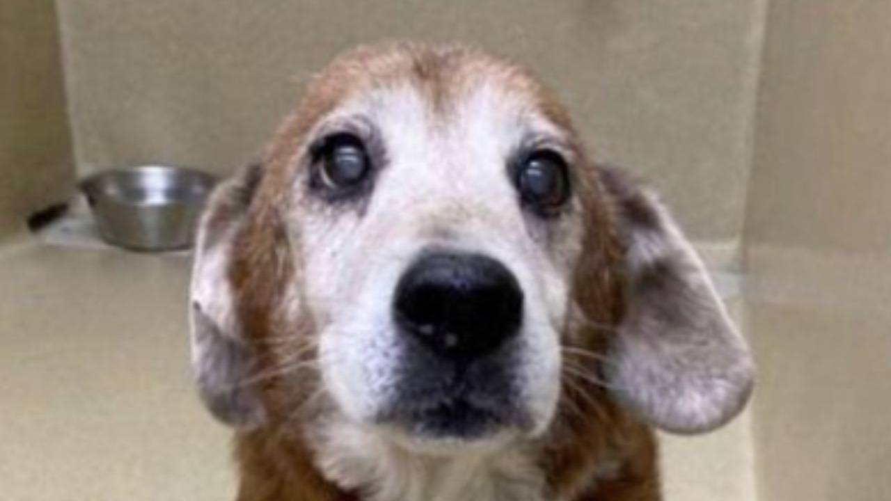 Cane Senza Zampa Abbandonato Lo Sguardo Triste Commuove Tutti Foto