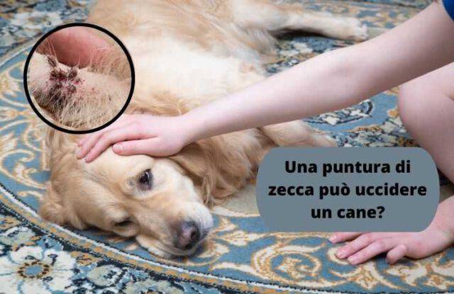 Una puntura di zecca può uccidere il cane Effetti cura e prevenzione