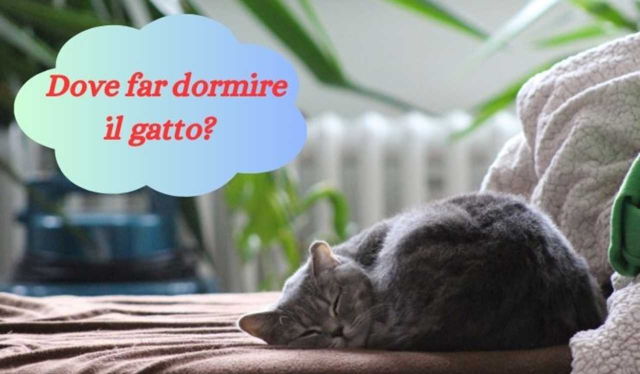 Dove Far Dormire Il Gatto Il Posto Migliore Della Casa Per Il Sonno Di