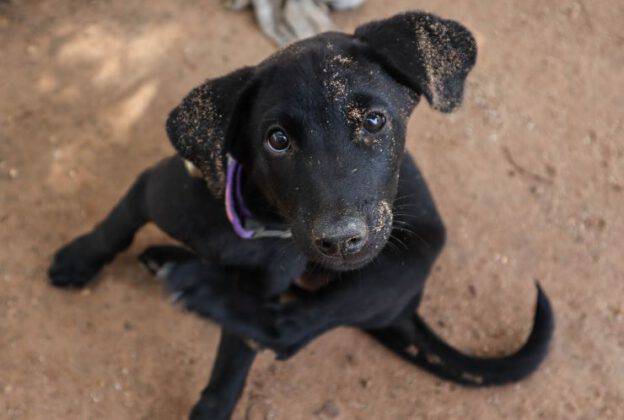 Il Cane Si Gratta Sempre Quali Sono Le Varie Cause E Quando Preoccuparsi