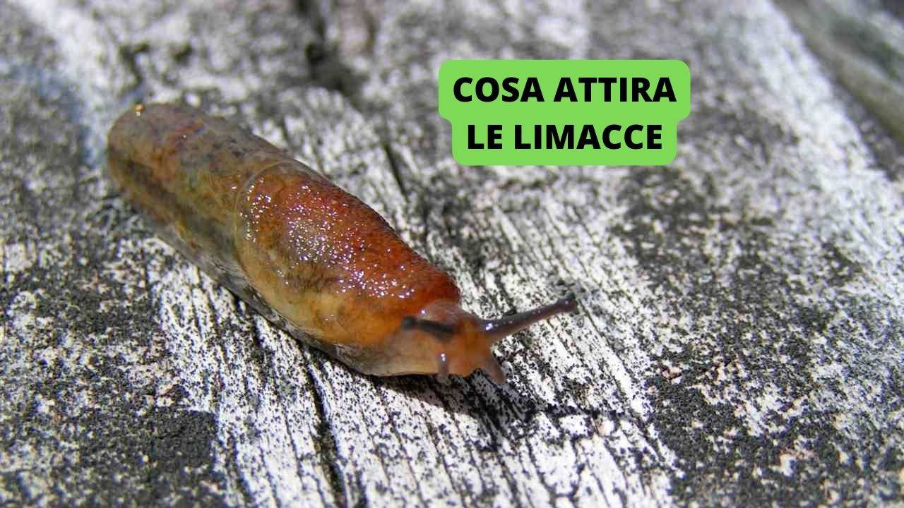 Cosa Attira Le Limacce Come Evitare Di Averle In Casa