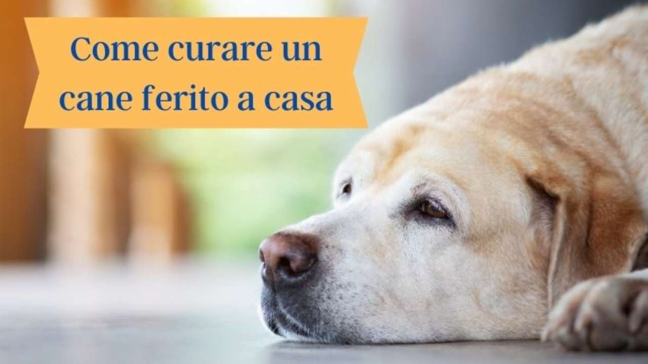 Cane Ferito In Casa Come Curare Le Ferite Di Fido Fino A Guarigione