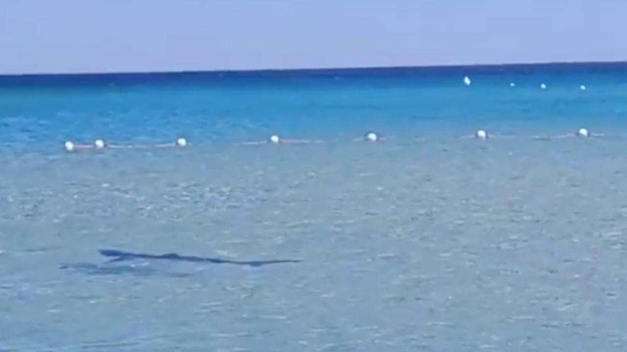 Fuga Di Bagnanti In Spiaggia Lo Squalo Nuota E Si Avvicina Alla Riva