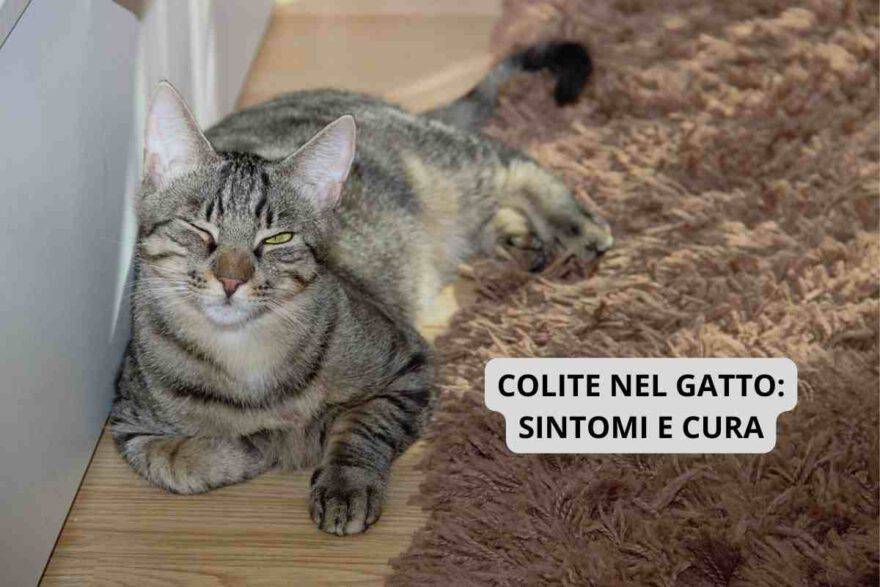 Colite Nel Gatto Quali Sono I Sintomi E Come Curarla