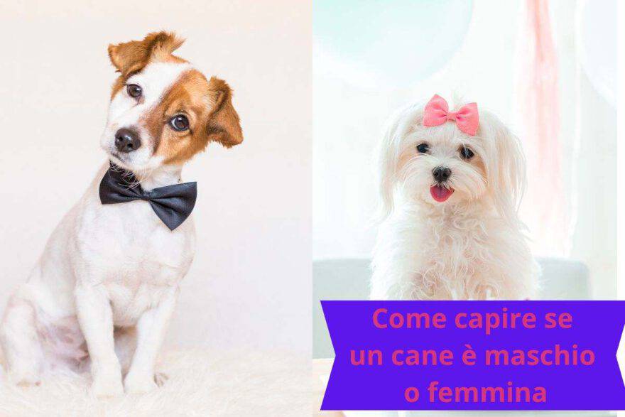 Sai Distinguerli Come Capire Se Un Cane Maschio O Femmina