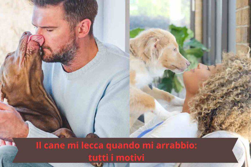 Senso di colpa Perché il cane mi lecca quando mi arrabbio con lui