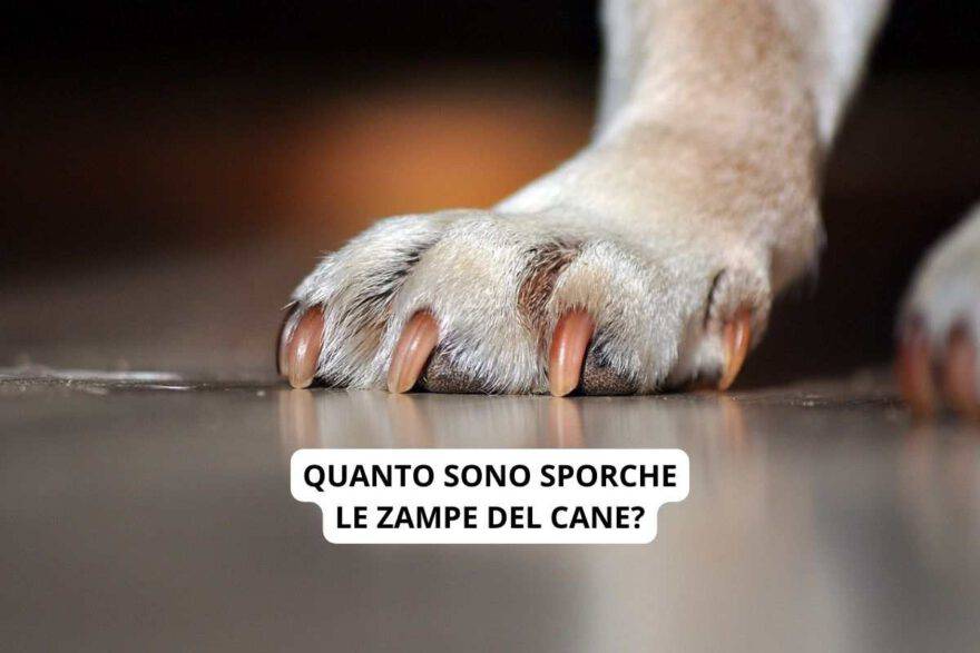 Quanto Sono Sporche Le Zampe Del Cane Non Come Ti Aspetti