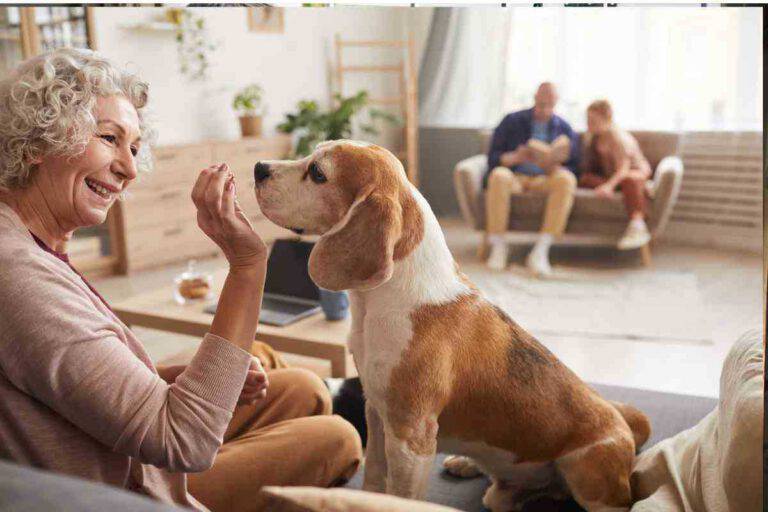 Vivere Con Un Cane O Un Gatto Fa Bene Alla Memoria Lo Rivela Uno